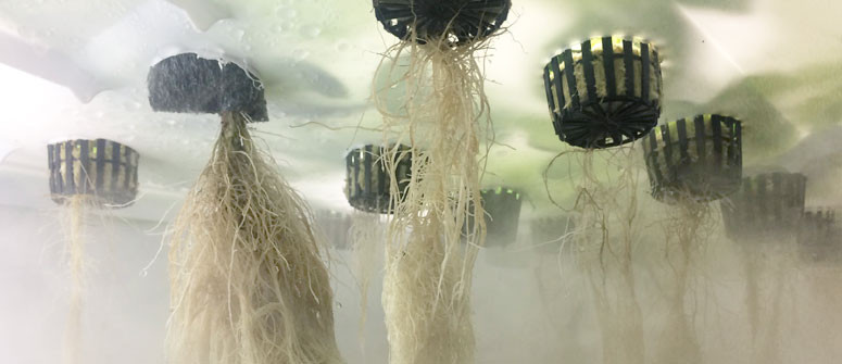 How to grow cannabis with aeroponics