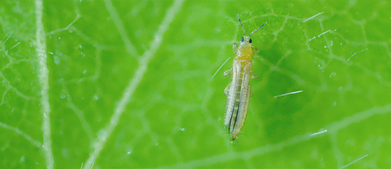 Identifier et traiter les thrips sur les plants de cannabis