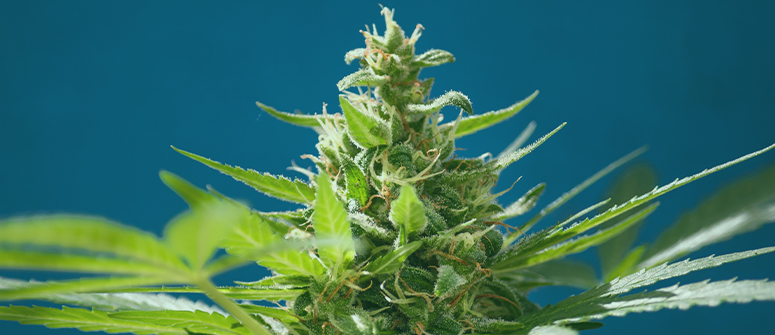 Is the original skunk strain indica or sativa?