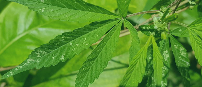 Gardez votre espace de culture propre et vos plants en bonne santé