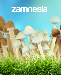 Zamnesia