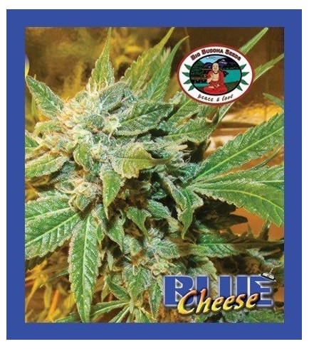 Blue Cheese (Big Buddha Seeds)