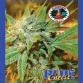 Blue Cheese (Big Buddha Seeds)