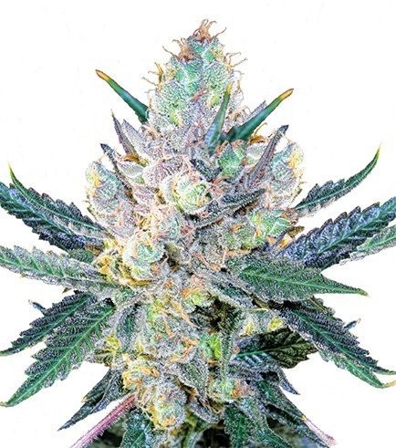 Blue Cheese (Zativo Seeds)