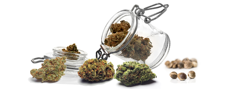 Different Marijuana Strains