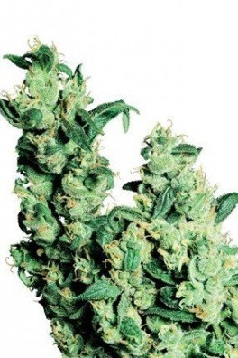 Jack Herer