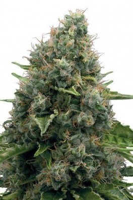 Power Skunk